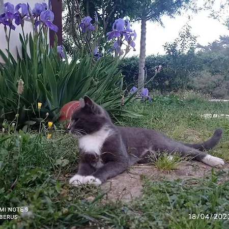 בקתה Orion פיניקה