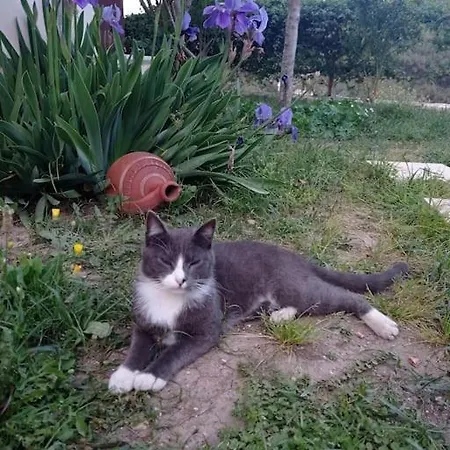 Orion Dağ evi Finike